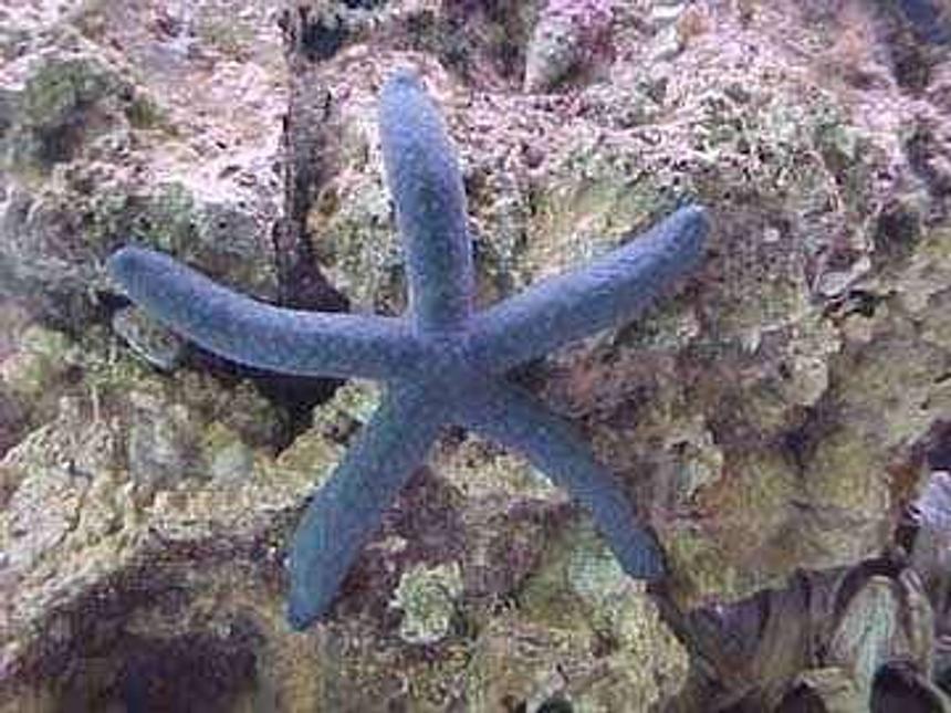 Rated #37: Corals Inverts - Linckia Laevigata - Linckia Sea Star - blue starfish