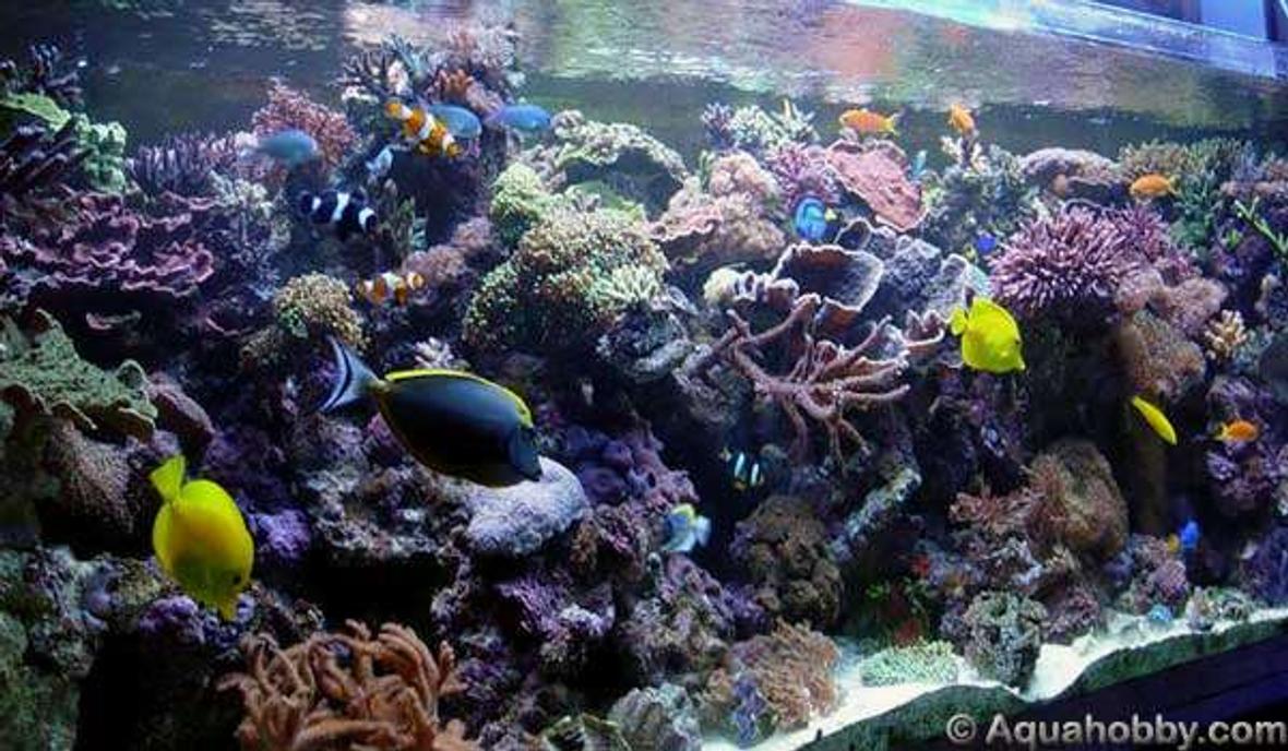 reef tank (mostly live coral and fish) - 200x70x70 cm Volume: 1000 L (nominal) Filtration: 260 kg live rock from Lombok/Bali (Indonesia); Sump 120x50x50 cm (300 L), half of which is used as freshwater deposit for refilling; skimmer Aquamedic 5000 Shorty 2; 180 L macro-algae refugium. Circulation: About 28000 L/h of circulation: 2 main water pumps Eheim 1060 (2280 L/h); 2 internal circulation pumps located in the sump with specific overflow; 1 internal alternated circulation pump Tunze Stream 4000/12000 L/h in conjunction with a single-controller Tunze; 1 continuous stream 6000 L/h; 2 water falls with output distributed to skimmer and refugium. Lighting: 2x400 W HQI´s BLV 10000 K + 2x40 W fluorescent acrobuespecial + 2x40 W acrocolor + 3x9 W Power Compact; 1x70 W HQI for the refugium. Substrate: 60 kg CaribSea Aragamax Sugar-Sized. Others: Refill controller/leveller Aquamedic Aquaniveau, Eheim 800 pump for freshwater refill, 180 liter macro-algae refugium. Fauna: Fish: 8 Chromis viridis, 2 Chrysiptera cyanea, 1 Chrysiptera parasema, 1 Synchiropus splendidus, 1 banana wrasse (Helichoeres chrysus), 2 Amphiprion ocellaris, 1 Amphiprion clarkii, 1 TMC clown Amphiprion ocellaris, 1 Amphiprion polymnus, 2 Gobiodon citrinus, 5 Pseudanthias squamipinnis, 2 Pseudanthias pleurotaenia, 1 Siganus unimaculatus, 1 Chelmon rostratus, 1 Pygoplites diacanthus, 1 Naso lituratus, 2 Zebrasoma flavescens, 3 Paracanthurus hepatus, 1 Acanthurus leucosternon. Invertebrates: 50 Marshall Islands bumble bee hermit crabs, 35 ophiuroids, 2 Tridacna squamosa Marshall Islands, 1 Tridacna maxima ultra blue Marshall Islands, 1 Tridacna hippopus Marshall Islands, 1 Tridacna crocea ultra Marshall Islands, 18 Turbo snails, 25 Tiger Tail Cucumbers. Corais: SPS: 45 assorted Acropora, 18 assorted Montipora, 9 assorted Seriatopora, 3 assorted Pocillopora, 1 Echinopora lamellosa, 1 Porites cylindrica, 2 Hydnopora rigida, 3 Stylophora pistillata pink. LPS: 2 Euphyllia parancora green, 2 Euphyllia paradivisa green, Goniopora lobata Marshall Islands, Goniopora stokesi red, Heliofungia actiniformis, Plerogyra sinuosa. Soft: Xenia elongata pulsing brown, Xenia umbellata pulsing white, Sinularia, Pachyclavularia sp., Palythoa sp., Ricordea, Rhodactis gigantea, 5 rocks with Actinodiscus, 2 Sarcophyton trocheliophorum, 1 Sarcophyton sp. Tonga. Comments: I'm Portuguese and the Brazilian version of the Age of Aquariums was among the first sites where I initiated the hobby. Since then a long time has passed and nowadays I have this 1000 L reef tank. It's not easy to set up an aquarium in Portugal, the equipment is expensive and the livestock isn't beautiful, so I travel regularly to the coral propagation farms in Germany to acquire what I have today. I'd like to see my tank distinguished on the Age of Aquariums.