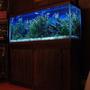 55 gallons freshwater fish tank (mostly fish and non-living decorations) - 55 gallon soft water tank