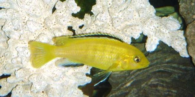 freshwater fish - labidochromis caeruleus - electric yellow cichlid stocking in 55 gallons tank - electric lab