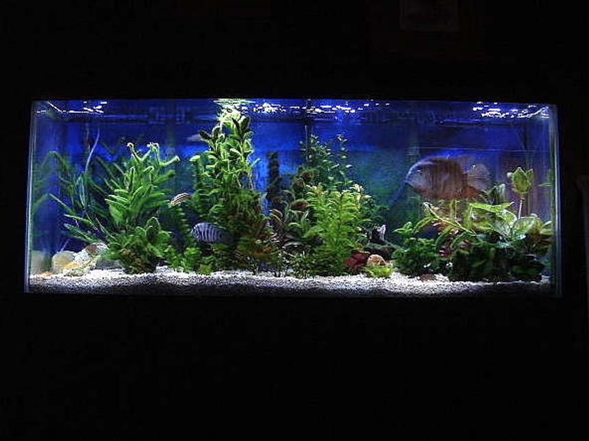 Rated #645: 55 Gallons Freshwater Fish Tank - 10 year old, 55 Gallon, New World Cichlid set up with two Whisper #5 Power Filters; 40 watt Actinic & 40 watt 50/50 Standard Fl. Lighting; 2x 300 watt heaters: Breeding pair of 7 year old Severum, Jack Dempseys, Convicts, Silver Dollars, Yellow Fin Barbs, Tiger Barbs; etc.