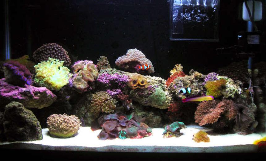 Rated #39: 29 Gallons Reef Tank