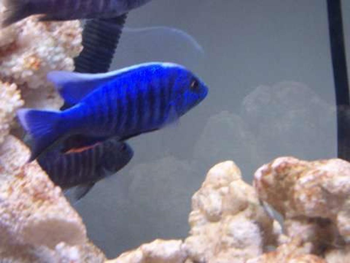 freshwater fish - sciaenochromis fryeri - electric blue hap stocking in 75 gallons tank - Eletric blue hap fryeri