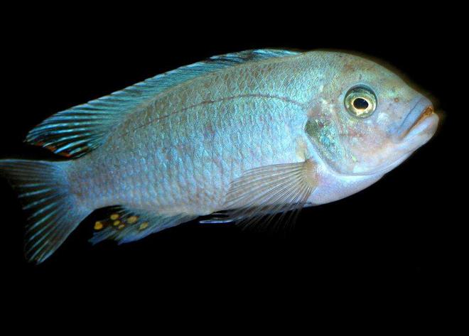 freshwater fish - pseudotropheus estherae - red zebra cichlid stocking in 50 gallons tank - Metriaclima Estherae - Male