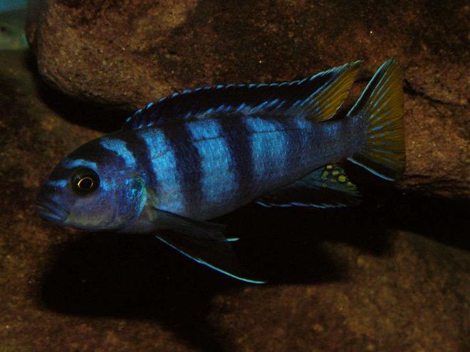 freshwater fish - pseudotropheus acei - elongatus mpanga stocking in 50 gallons tank - Male Pseudotropheus sp. elongatus Mpanga