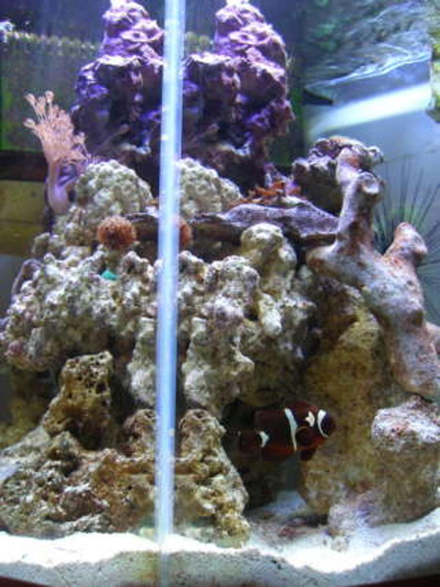 Rated #151: 90 Gallons Reef Tank - 35 gal tank