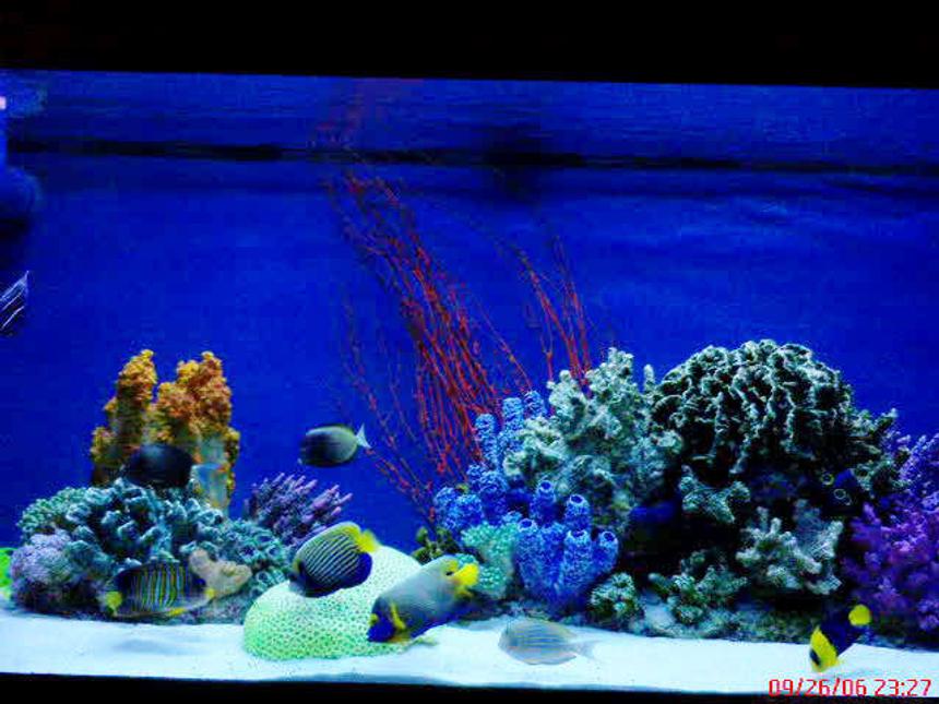 Rated #2: 150 Gallons Saltwater Fish Tank - 150 ga. tank