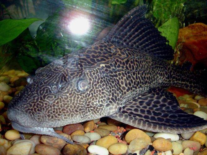freshwater fish - glyptoperichthys gibbiceps - sailfin pleco (l-83) stocking in 72 gallons tank - Huge 19'' Pleco!!!