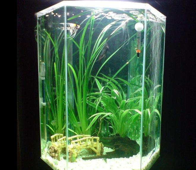 20 gallons freshwater fish tank (mostly fish and non-living decorations) - Tall Hex (Angelfish)