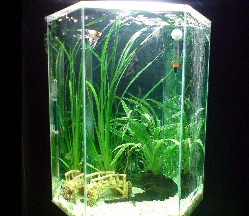 Rated #241: 20 Gallons Freshwater Fish Tank - Tall Hex (Angelfish)