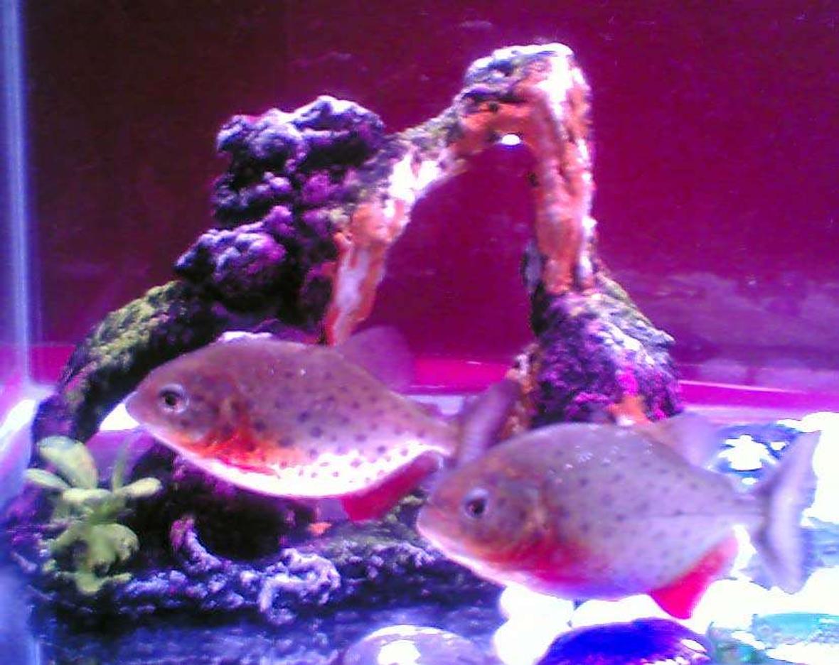 freshwater fish - pygocentrus nattereri - redbellied pirhana stocking in 50 gallons tank - Piroy & Piray - Piranhas 17 gal 35x14x10 glass tank 20 watts pink fluorescent bulb overhead filter