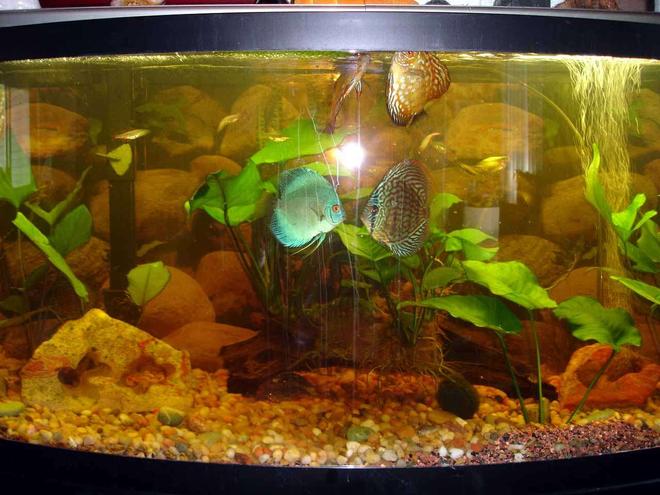 72 gallons freshwater fish tank (mostly fish and non-living decorations) - 72 inch 
6 Discus
