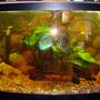 72 gallons freshwater fish tank (mostly fish and non-living decorations) - 72 inch 6 Discus