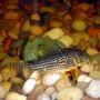 freshwater fish - corydoras schwartzi - swartz's cory cat stocking in 72 gallons tank - Stripped/ Spotted Cory 2 Inches