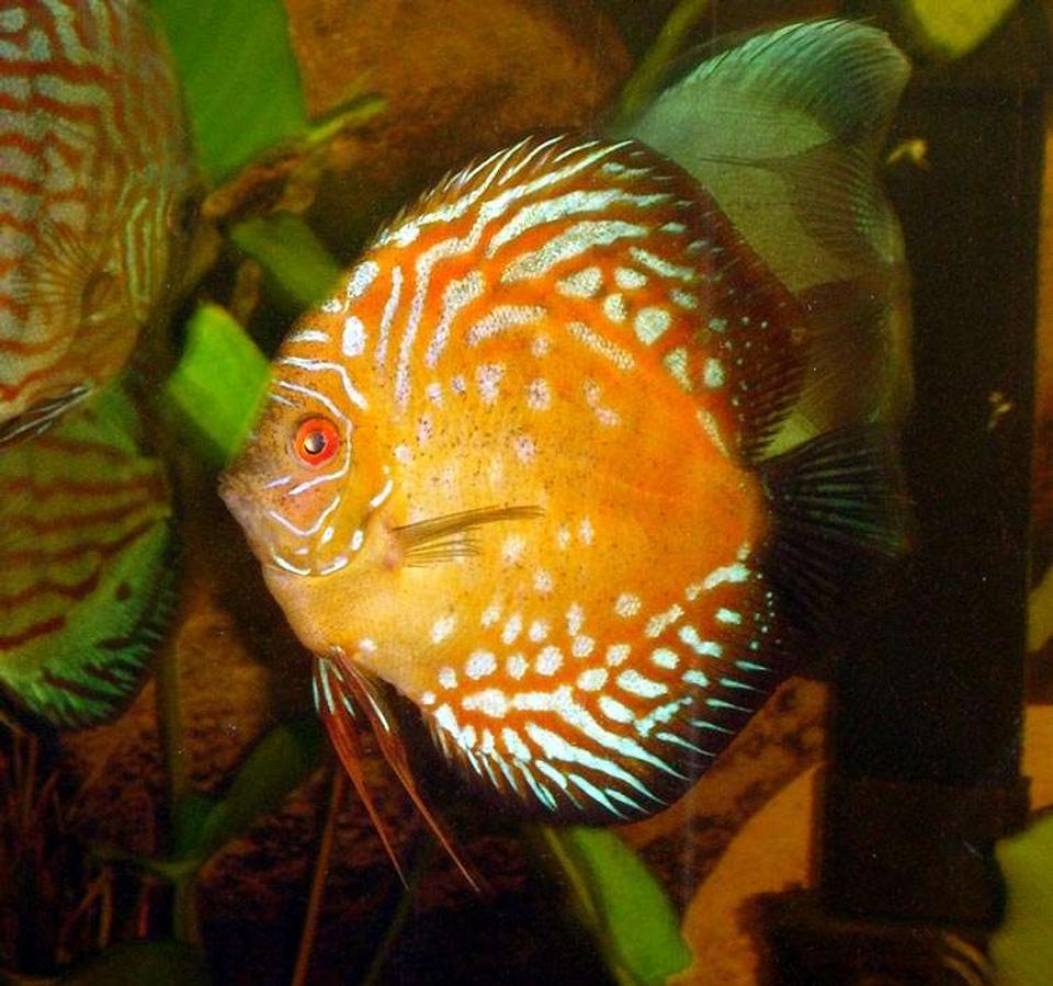 freshwater fish - symphysodon spp. - snakeskin discus stocking in 72 gallons tank - Discus