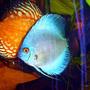 freshwater fish - symphysodon sp. - blue diamond discus stocking in 72 gallons tank - Blue Diamond Discus 4 Inches