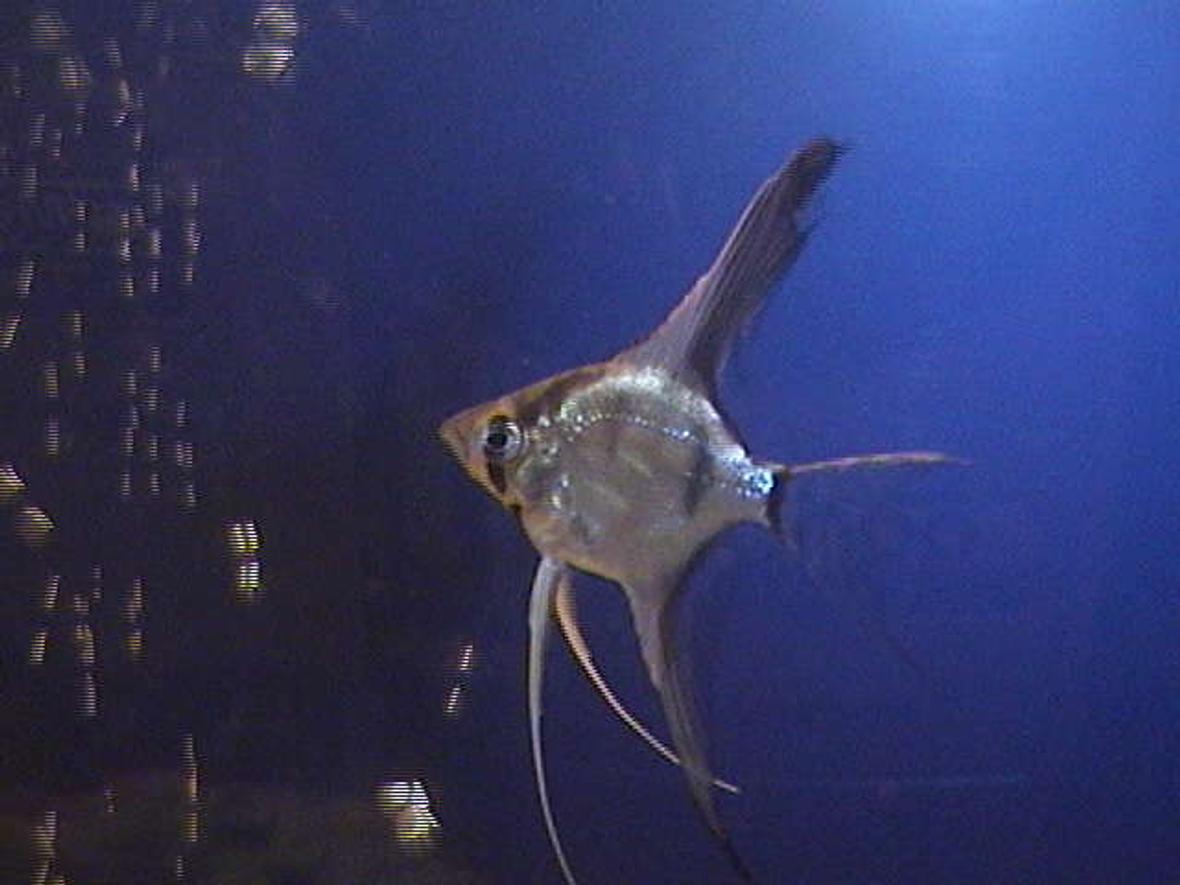 freshwater fish - pterophyllum scalare - assorted veil angel stocking in 75 gallons tank - Angelfish