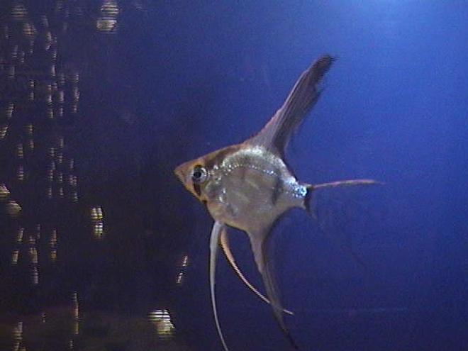 freshwater fish - pterophyllum scalare - assorted veil angel stocking in 75 gallons tank - Angelfish