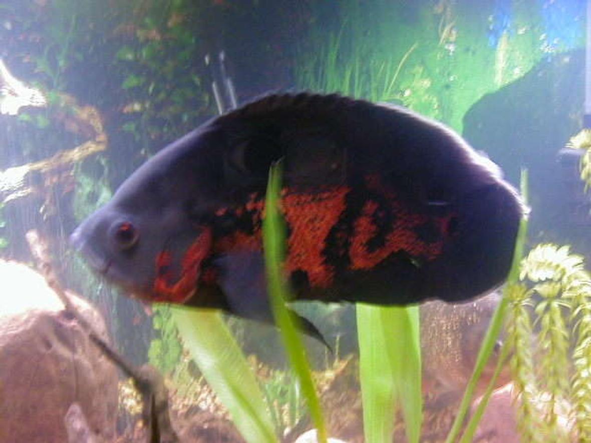 freshwater fish - astronotus ocellatus - tiger oscar stocking in 72 gallons tank - oscar