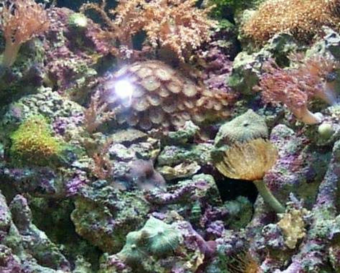 24 gallons reef tank (mostly live coral and fish) - 24 Gallon Nano Tank full of Xenia, Colt, Mushrooms, Zoots, Polyps, Feather Duster, Micro Algea and a few fish too!