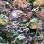 24 gallons reef tank (mostly live coral and fish) - 24 Gallon Nano Tank full of Xenia, Colt, Mushrooms, Zoots, Polyps, Feather Duster, Micro Algea and a few fish too!