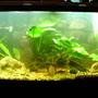 72 gallons freshwater fish tank (mostly fish and non-living decorations) - 6 Discus in a 72 Gallon Tank