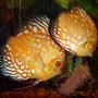 freshwater fish - symphysodon spp. - pigeon blood discus stocking in 72 gallons tank - Discus Eating