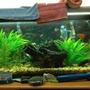40 gallons planted tank (mostly live plants and fish) - lolz
