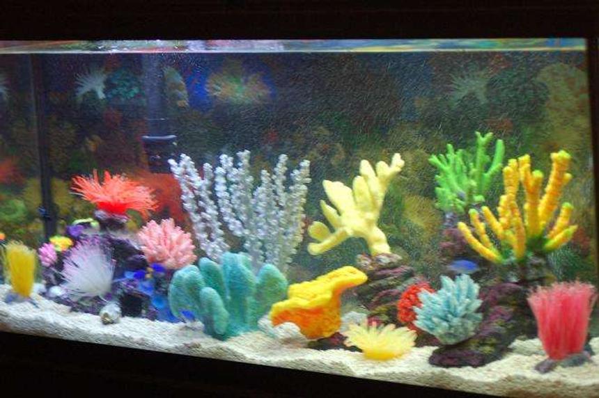 Rated #52: 55 Gallons Saltwater Fish Tank - Better Picture of My tank