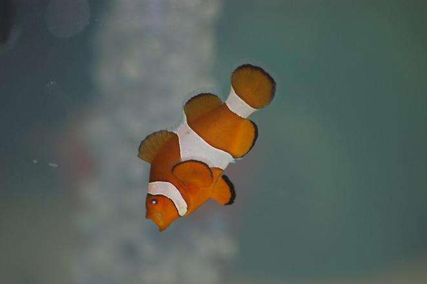 Rated #50: Saltwater Fish - Amphiprion Percula - True Percula Clownfish Stocking In 55 Gallons Tank - My Nemo Yawning