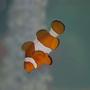 saltwater fish - amphiprion percula - true percula clownfish stocking in 55 gallons tank - My Nemo Yawning