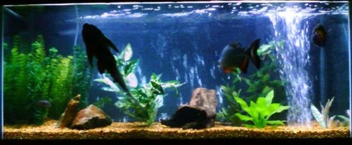 75 gallons freshwater fish tank (mostly fish and non-living decorations)