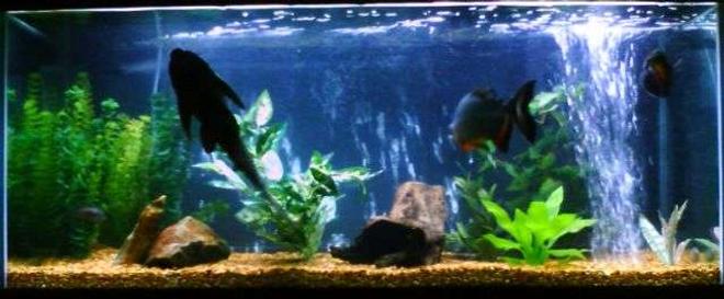 75 gallons freshwater fish tank (mostly fish and non-living decorations)