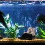 75 gallons freshwater fish tank (mostly fish and non-living decorations)