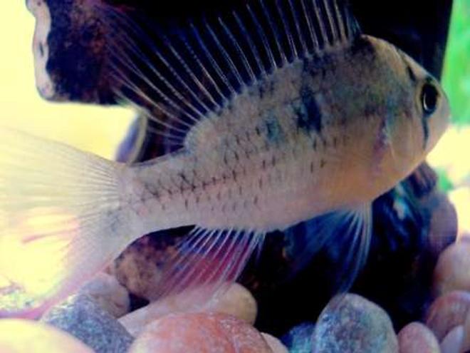 freshwater fish - mikrogeophagus altispinosus - ruby crown cichlid stocking in 20 gallons tank - Ruby Crown Cichlid
