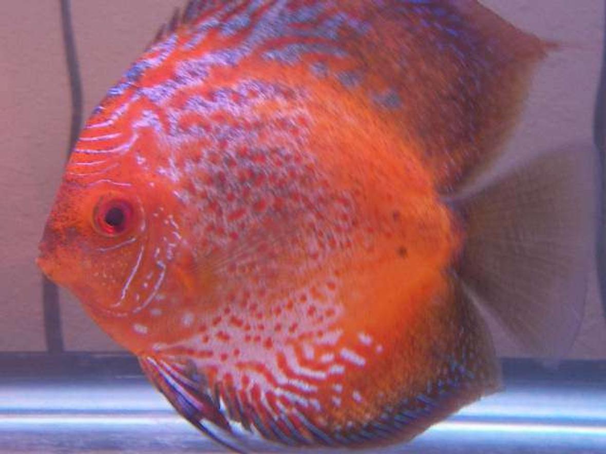 freshwater fish - symphysodon sp. - red marlboro discus stocking in 120 gallons tank - Best Discus Pic
