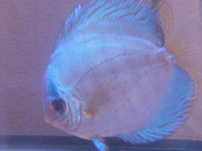 freshwater fish - symphysodon spp. - neon blue discus stocking in 120 gallons tank - Breeder Female
