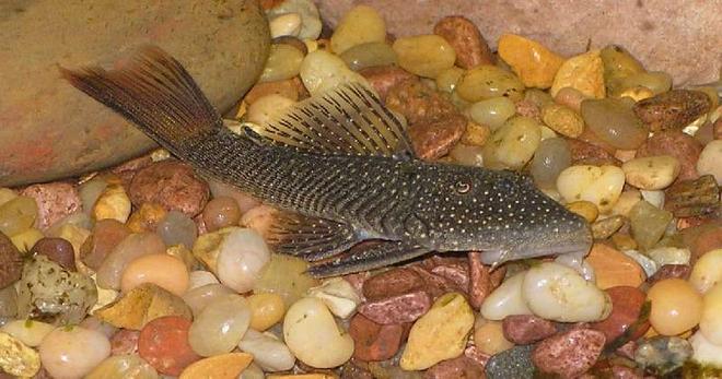 freshwater fish - parancistrus aurantiacus - rubber pleco (l-56) stocking in 90 gallons tank - My rubbernose pleco