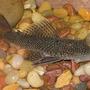 freshwater fish - parancistrus aurantiacus - rubber pleco (l-56) stocking in 90 gallons tank - My rubbernose pleco