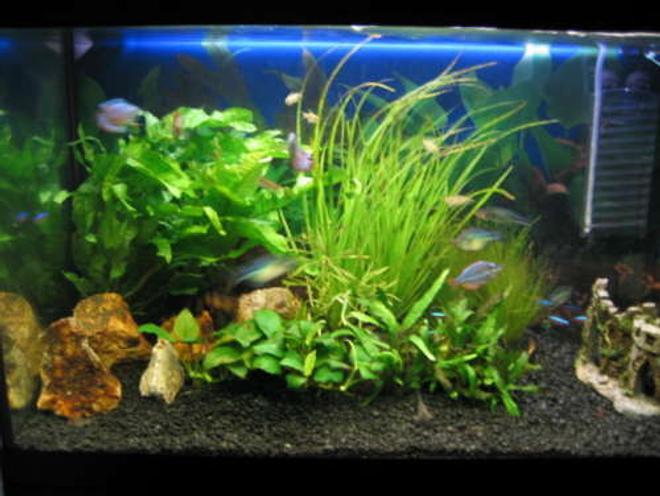 30 gallons planted tank (mostly live plants and fish) - My first tank with obligatory castle.