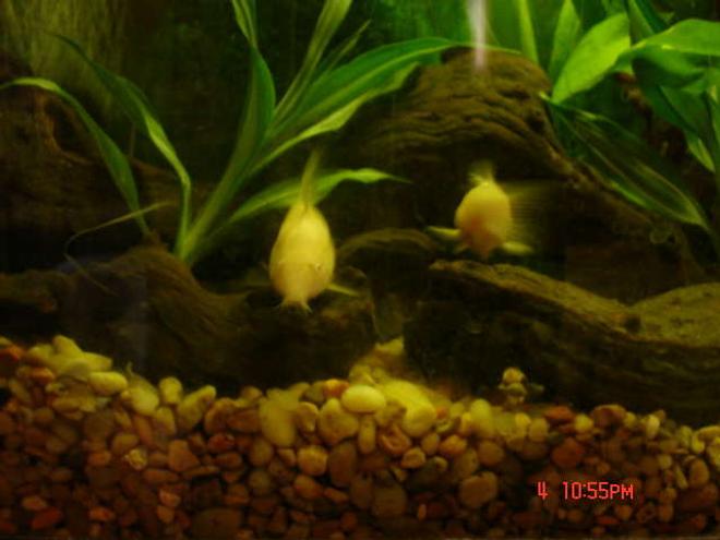 freshwater fish - brochis multiradiatus - brochis cory cat stocking in 20 gallons tank - Its my Catfish Racing