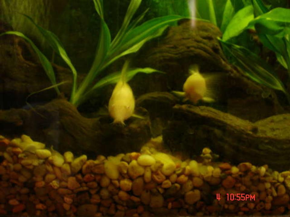 freshwater fish - brochis multiradiatus - brochis cory cat stocking in 20 gallons tank - Its my Catfish Racing