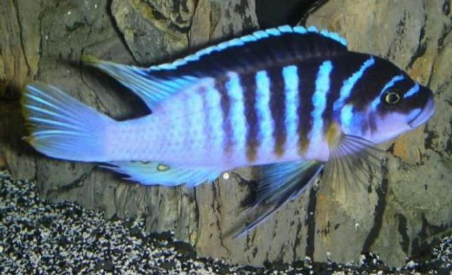 freshwater fish - metriaclima sp. - zebra chilumba stocking in 180 gallons tank - A dominant male Black-barred zebra (metriaclima sp. zebra 'chilumba'...also known as the BB zebra; an african cichlid originating from Lake Malawi. This aggressive mbuna grows up to 8 inches.