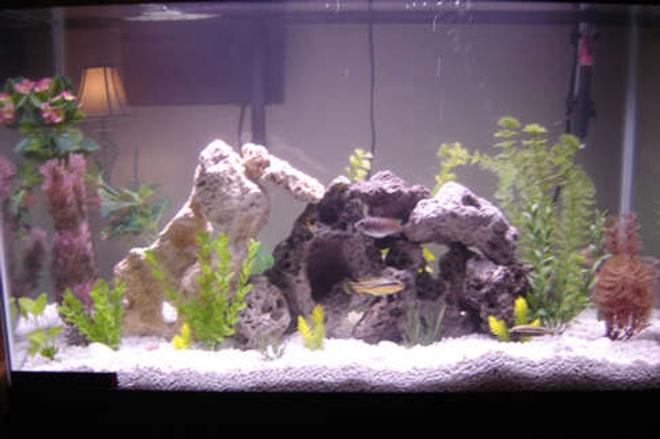 29 gallons freshwater fish tank (mostly fish and non-living decorations) - 29 gallon Cichlid. This is my old rock setup with fewer fish.