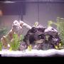 29 gallons freshwater fish tank (mostly fish and non-living decorations) - 29 gallon Cichlid. This is my old rock setup with fewer fish.