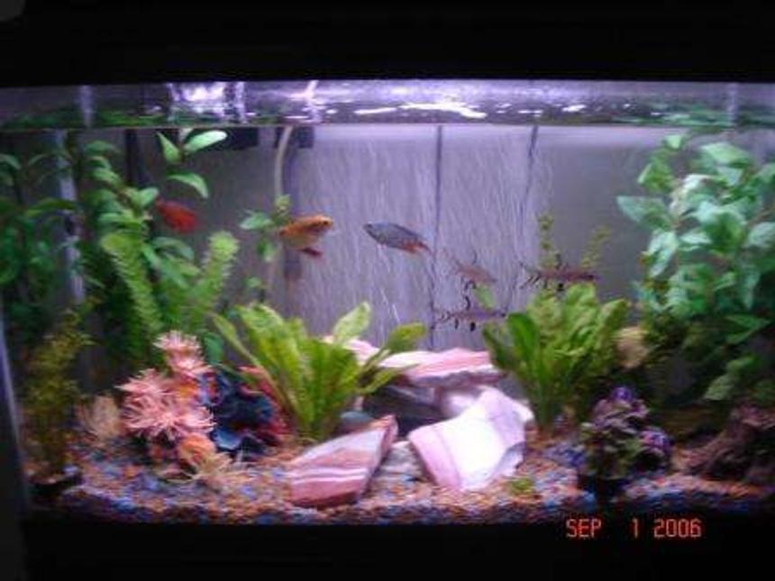 Rated #321: 30 Gallons Freshwater Fish Tank - 30 Gall freshwater: 3 Bala Sharks, 2 Red Tail Sharks, 4 Gouramis, 2 Paradise Fish, 2 Clown Loaches, 1 Ram Cichlid, 2 Iridescent Sharks