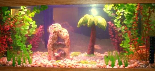 20 gallons freshwater fish tank (mostly fish and non-living decorations) - Fishies