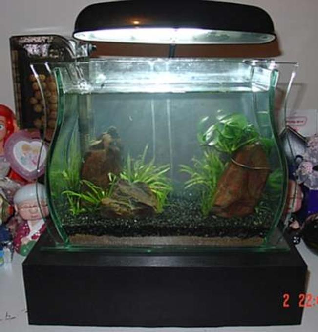 1 gallon planted tank (mostly live plants and fish) - Here's the best I could do with such limited space!