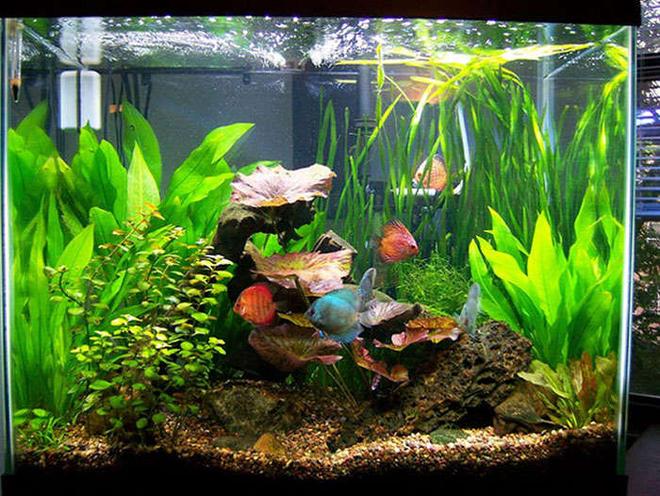 56 gallons planted tank (mostly live plants and fish) - 56 gallon column discus tank