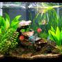 56 gallons planted tank (mostly live plants and fish) - 56 gallon column discus tank